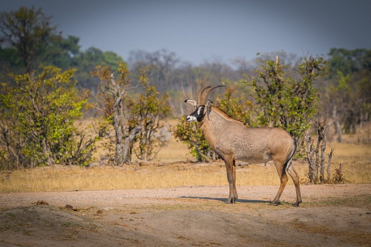 081 Zimbabwe, Hwange NP, roanantilope.jpg